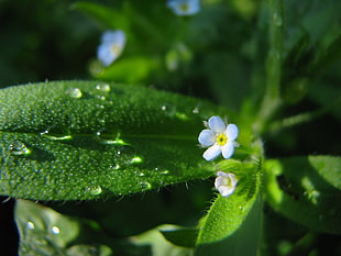 white flowers and green leaves with water droplets HD wallpaper